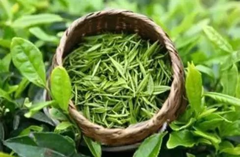 小悟山绿茶有哪些您不知道的用途