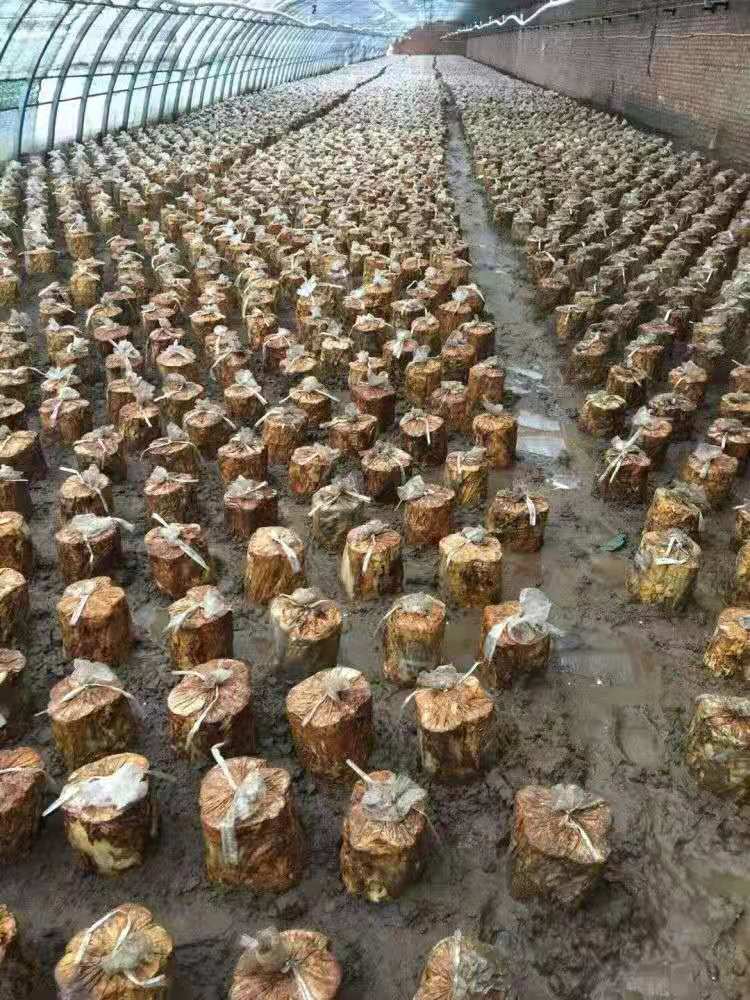 云南春信农业桑黄种植得心应手种植无忧