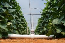 智慧农业赋能：2026 水肥一体化智能灌溉设备丨实力性价比双优盘点