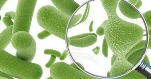 植物医生分享植物乳杆菌落完整性好
