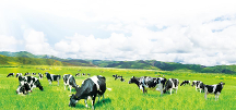 完达山乳业领 先占位“高寒生态奶业”,赋能行业发展